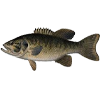 bass