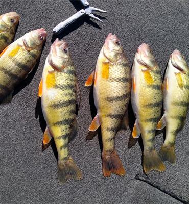perch
